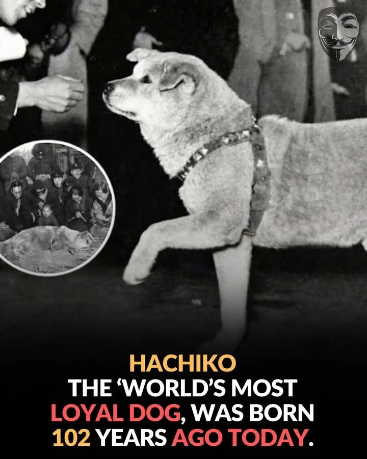 Hachiko, the loyal Akita dog waiting at Shibuya Station in memory of his deceased owner.
